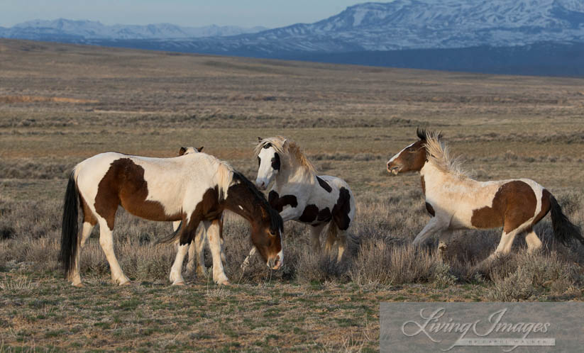 Tonkawa and younger brother Rebel stirring up trouble