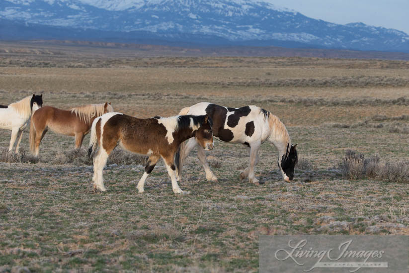 Ringer, the newest member of Tecumseh's family, with Tecumseh