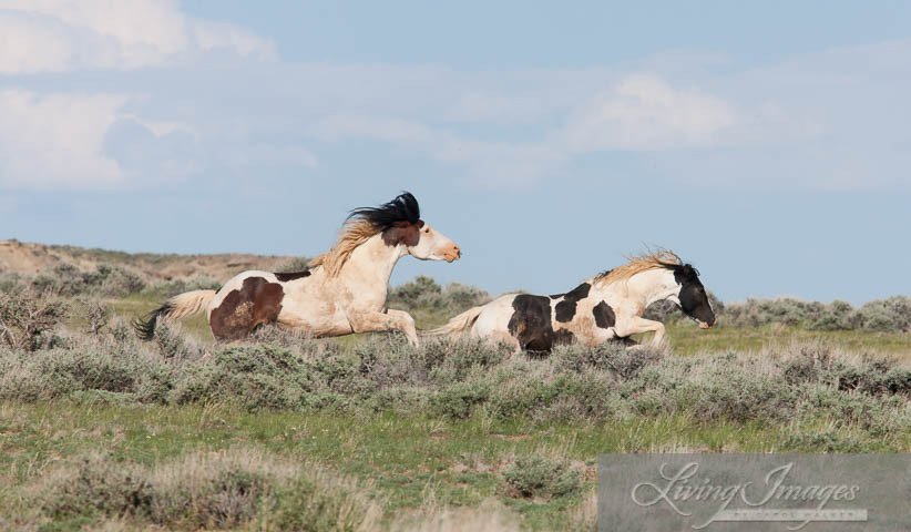 Wild Horses: Portrait of the Wild Stallion Tecumseh from 