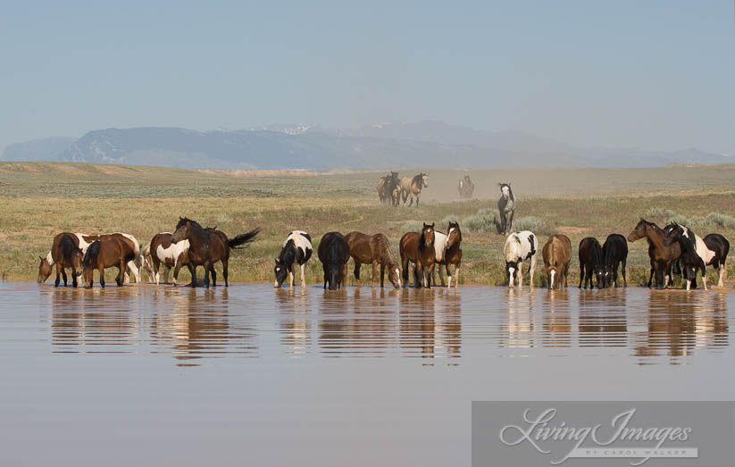 An amazing site, all these wild horses drinking together, and Tecumseh is in the middle