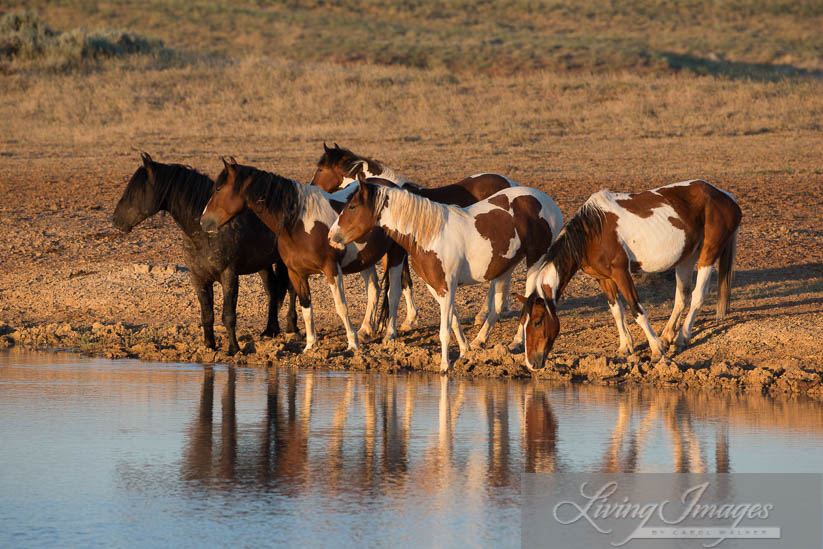 At the waterhole