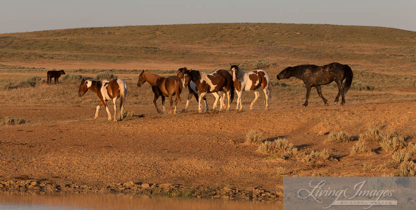 Mesquite driving the mares