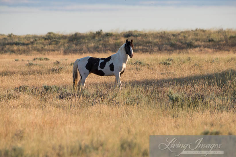 An injured Tecumseh, all alone