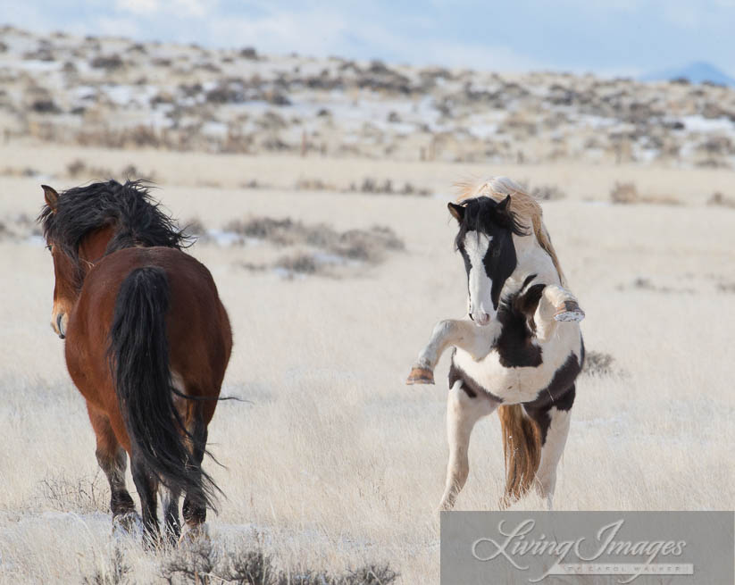 Tecumseh rears up at mesquite