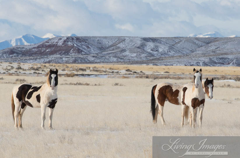 Tecumseh with sons Tonkawa and Rebel