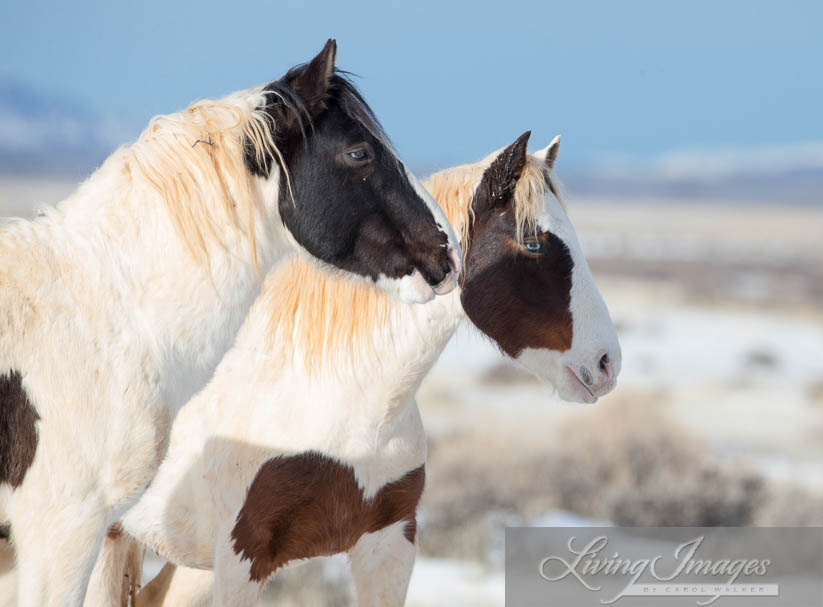 Tecumseh and Tonkawa, so alike