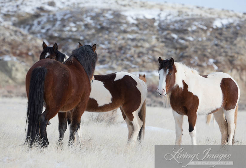 Mesquite and the mares who look content