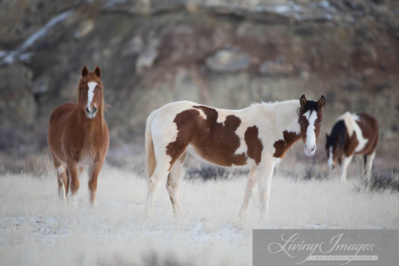 The mares