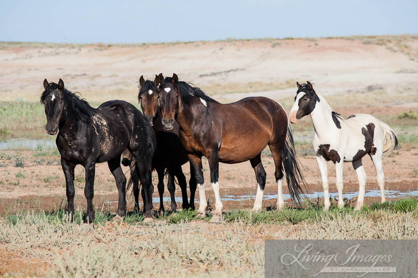 At the waterhole