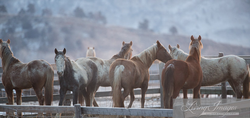 The new arrivals just before dawn