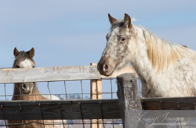 Bronze Warrior looking over the fence at Flurry