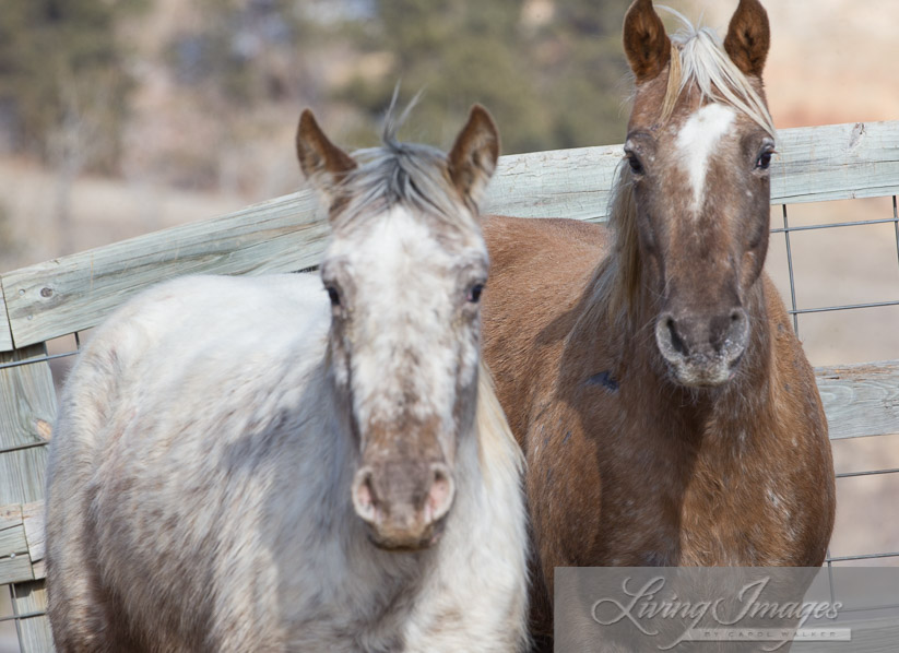 Flurry and her mother Gwendolyn