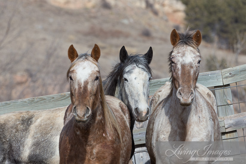 Sundance, Storm and Aurora