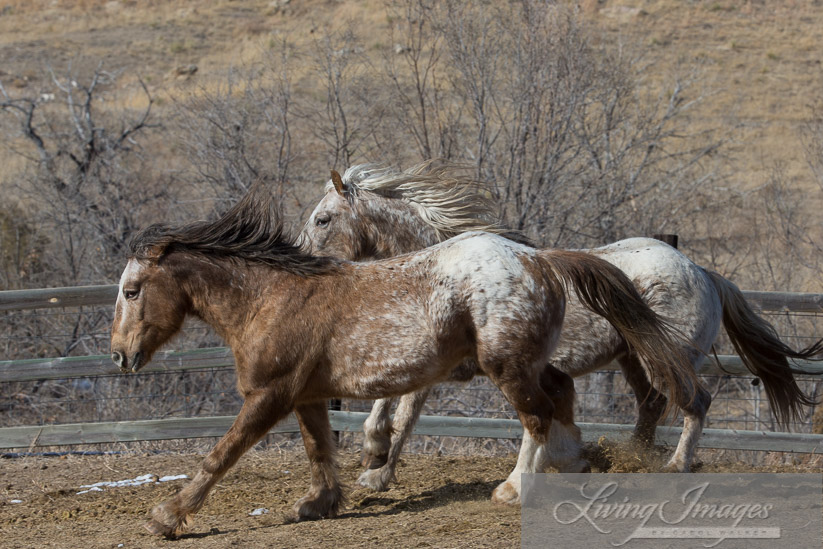 Bronze Warrior and Snowfall run as the mares enter the big corral