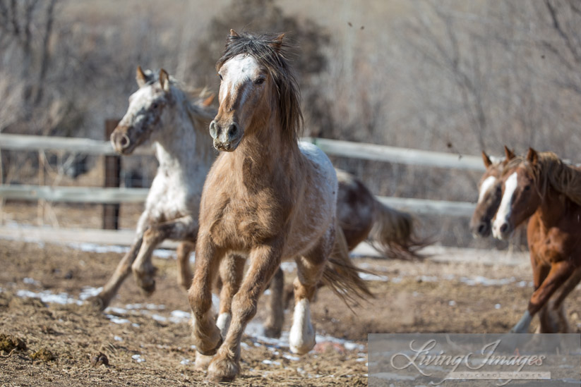 Bronze Warrior and his mares