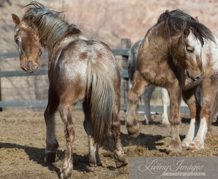 Sundance and Bronze Warrior face off