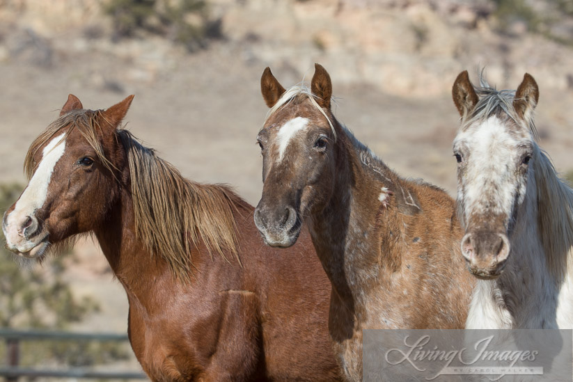 Sabrina, Gwendolyn and Flurry