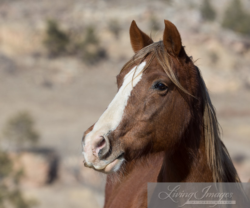 Sabrina, one of Bronze Warrior's mares