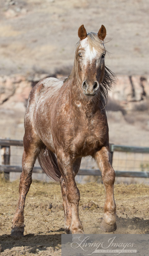 Stunning Sundance