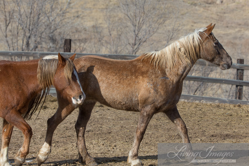 The mares try to sneak away