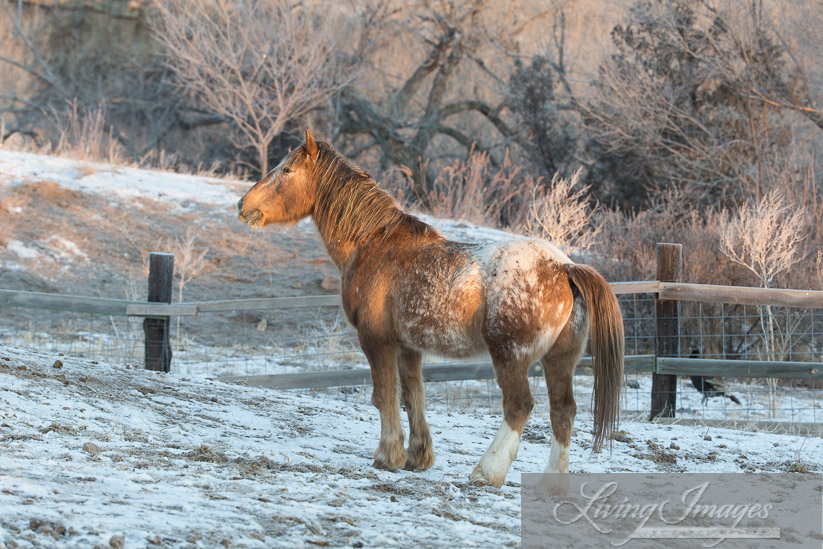 Bronze Warrior calls to his mares