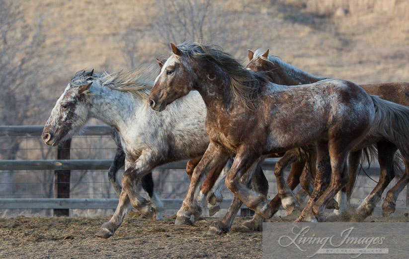 Sundance tries to hold onto all 5 mares