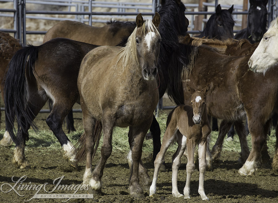 Gwendolyn and Xena in the mare pen