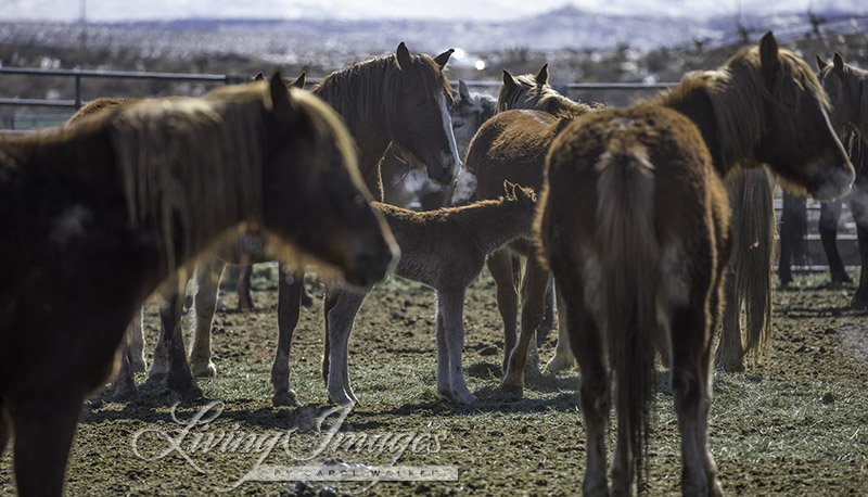 I could see the foal through the mare's legs