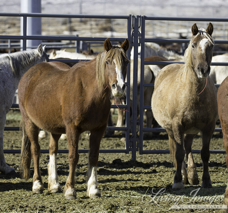 Sabrina and Gwendolyn, Bronze Warrior's Mares