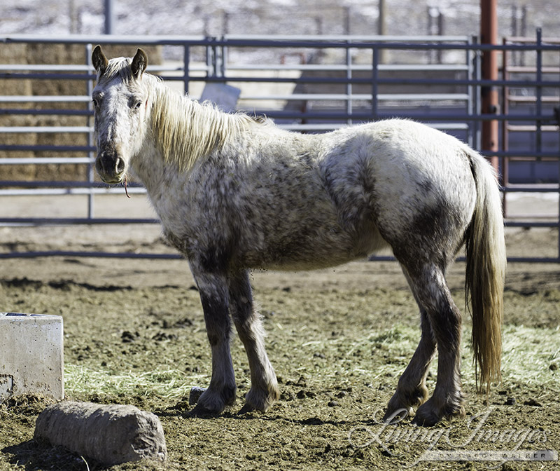 Flurry, Gwendolyn and Bronze Warrior's 3 Year Old Daughter