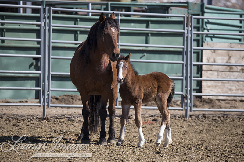 The first foal born, with its mother in the Mare-Foal pen