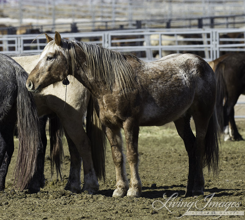 Sundance, the only gelding we were taking