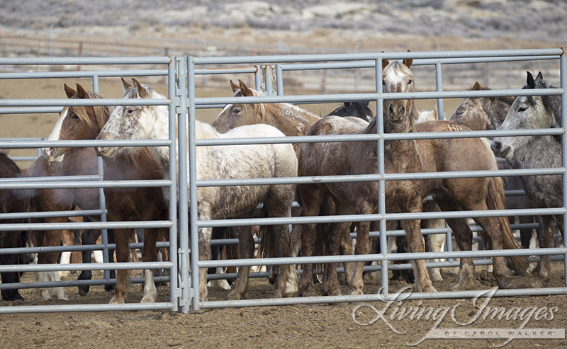 The horses in the pen ready to go