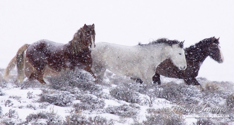 Wild Horses in winter  in Adobe Town