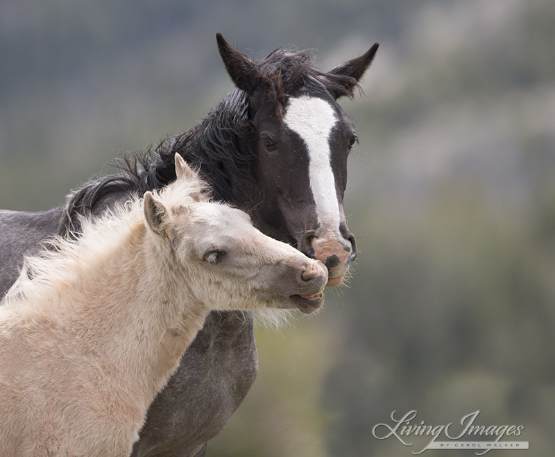 Mato Ska and Encore, two of Cloud's offspring at risk of removal