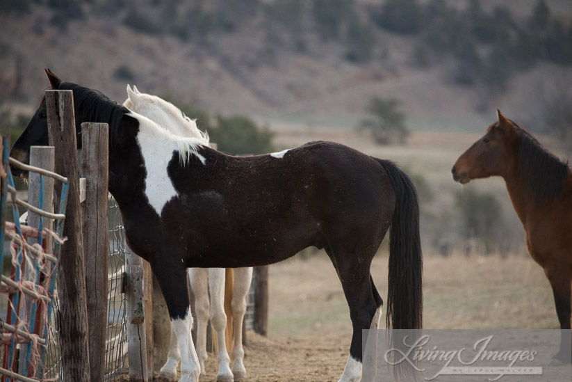 Eager to see the new foal