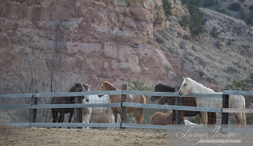 Looking over the fence at the new arrival