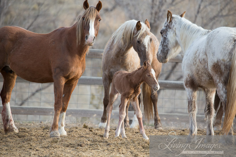 Sabrina and Bronze Warrior's filly