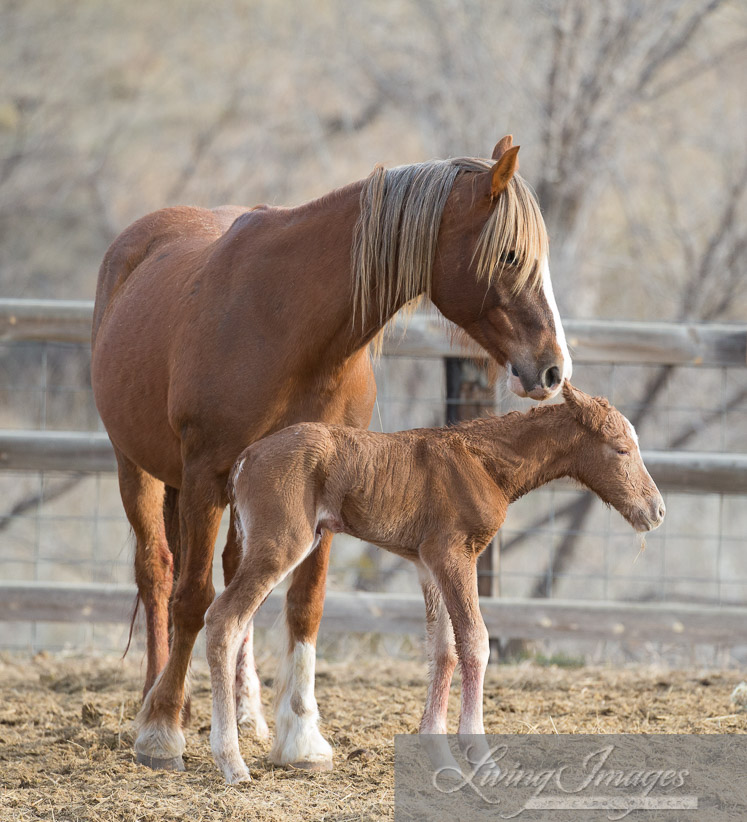 Sabrina and her filly