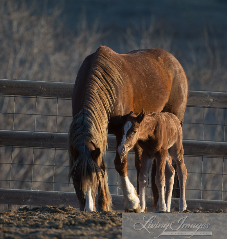 The new filly made it through the night