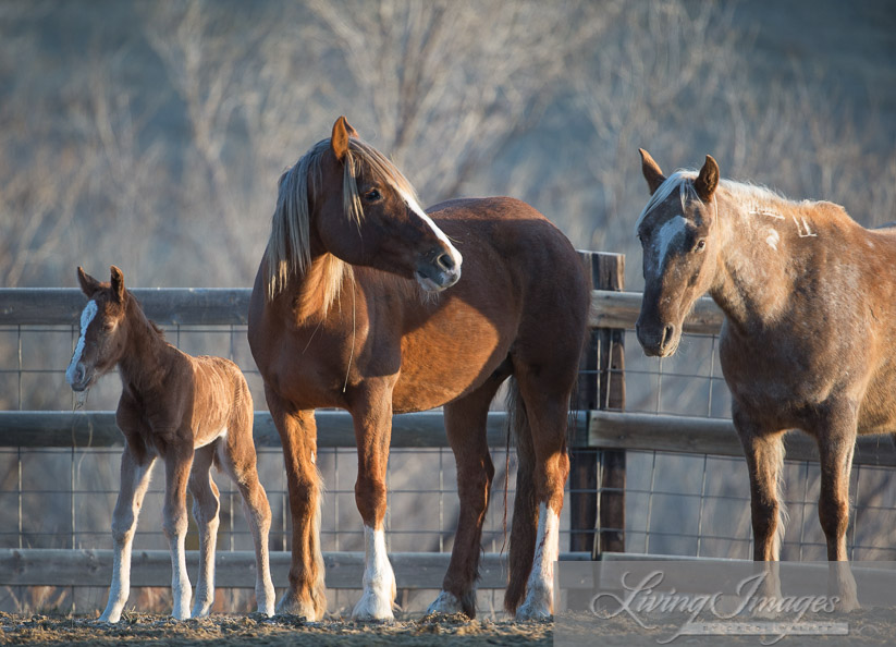 A new foal!