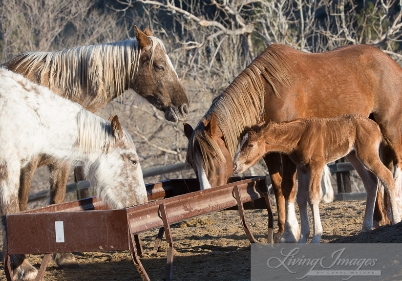 The filly wants to see what they are eating