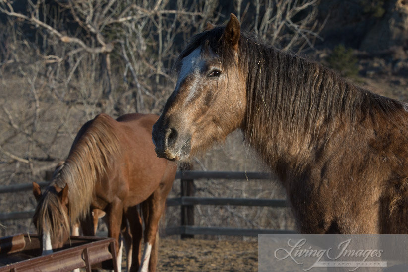 Bronze Warrior with his mare and new foal - as it should be