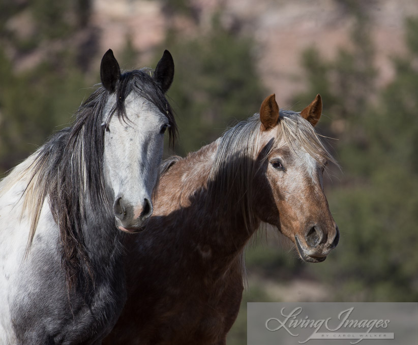 Storm and Sundance