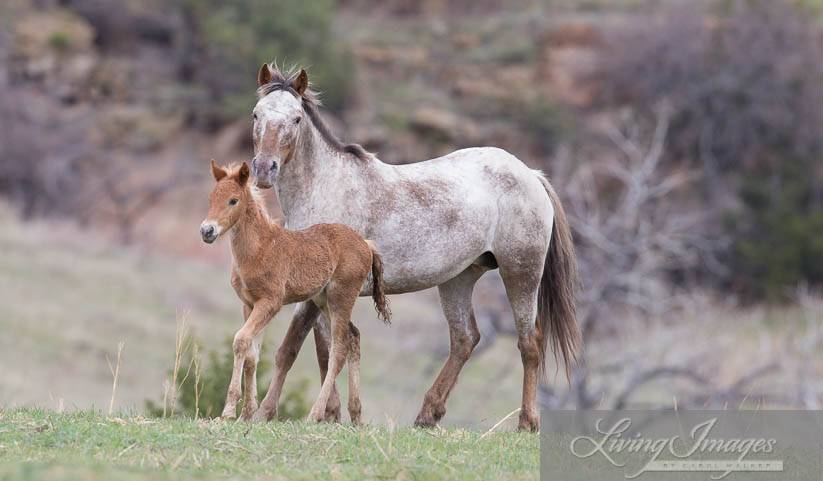 Aurora and her filly