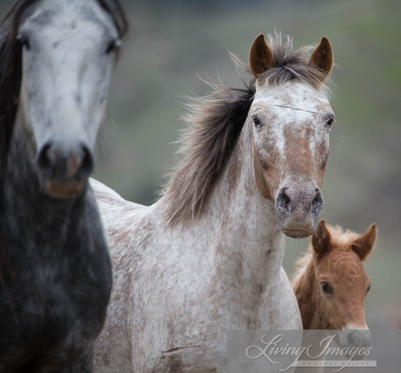 Storm, Aurora and her filly