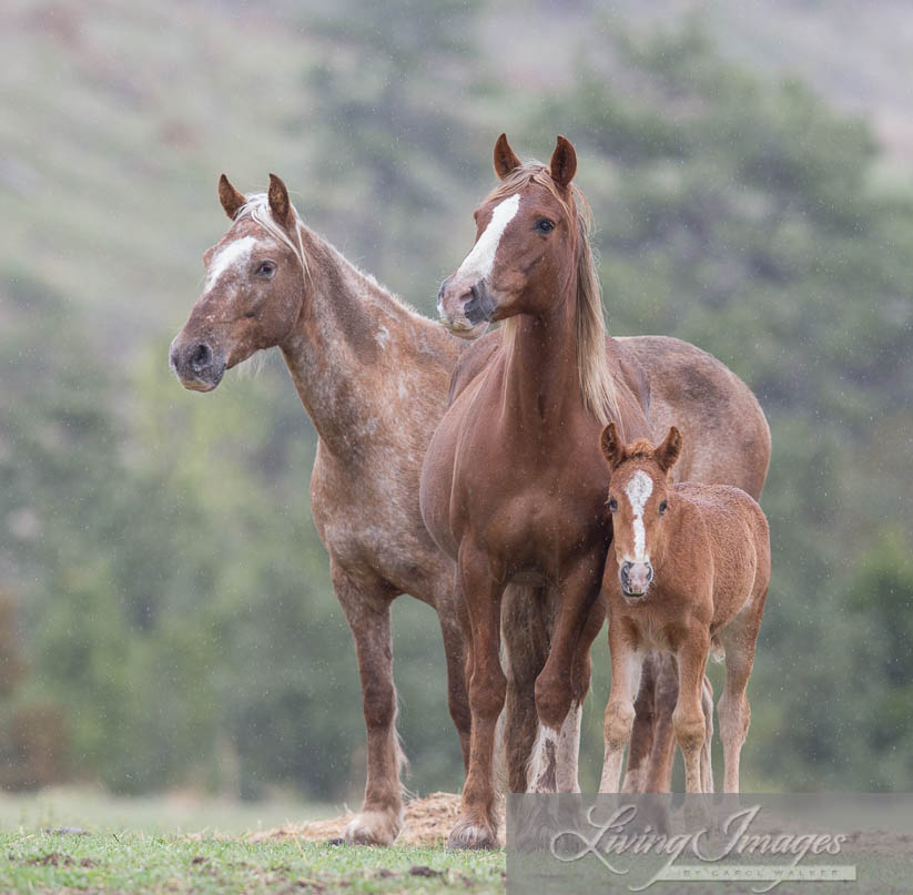 Gwendolyn, Sabrina and filly outside the corral