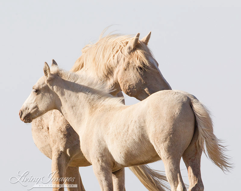 Cloud and Encore