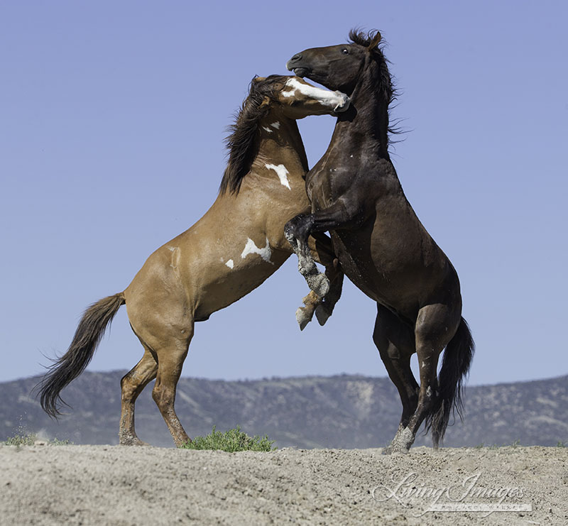 Young bachelor stallions playing