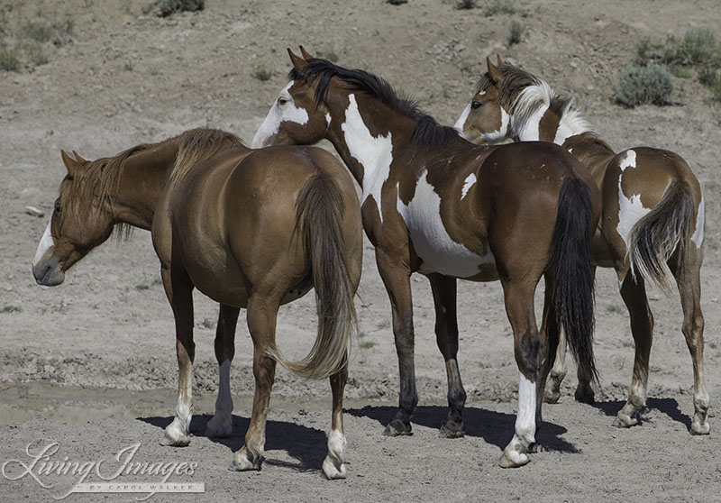 Sand Wash Basin is home to one of the most colorful wild horse herds